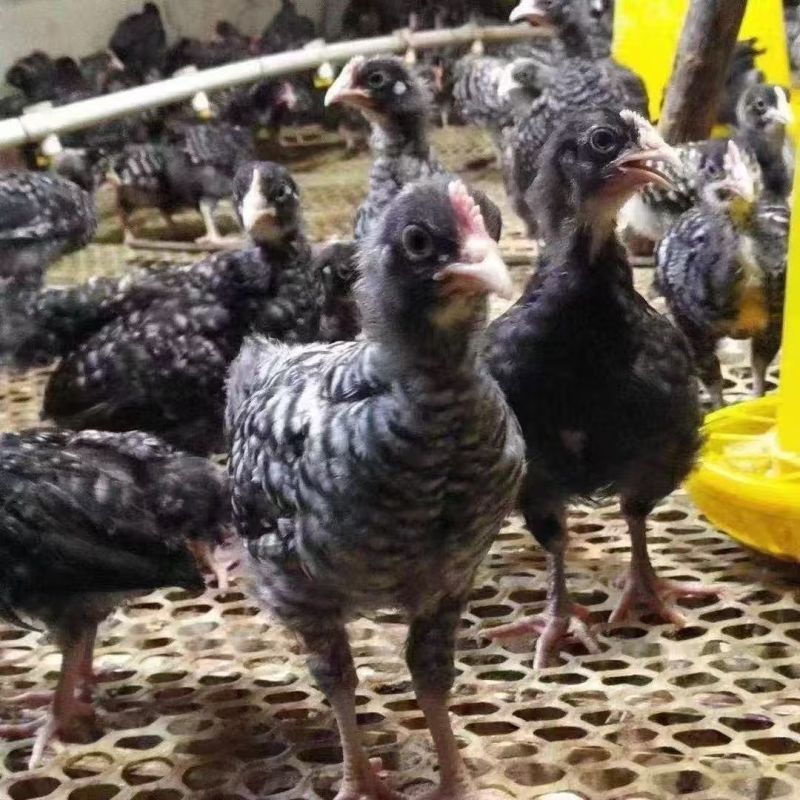 汶上芦花鸡苗黑芦花鸡苗金芦花鸡苗养殖基地直销没有中间商