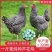 汶上芦花鸡苗黑芦花鸡苗金芦花鸡苗养殖基地直销没有中间商