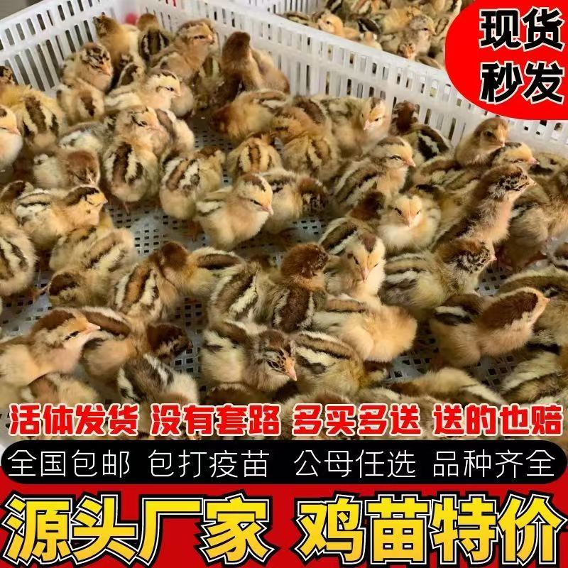 麻鸡苗快大青脚麻鸡苗疫苗齐全放心养殖麻鸡苗抗病力强好养活