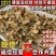 麻鸡苗快大青脚麻鸡苗疫苗齐全放心养殖麻鸡苗抗病力强好养活