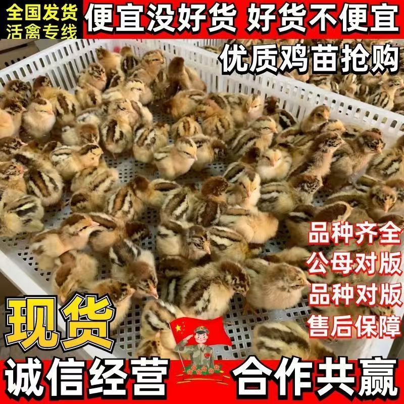 麻鸡苗快大青脚麻鸡苗疫苗齐全放心养殖麻鸡苗抗病力强好养活