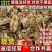 麻鸡苗快大青脚麻鸡苗疫苗齐全放心养殖麻鸡苗抗病力强好养活