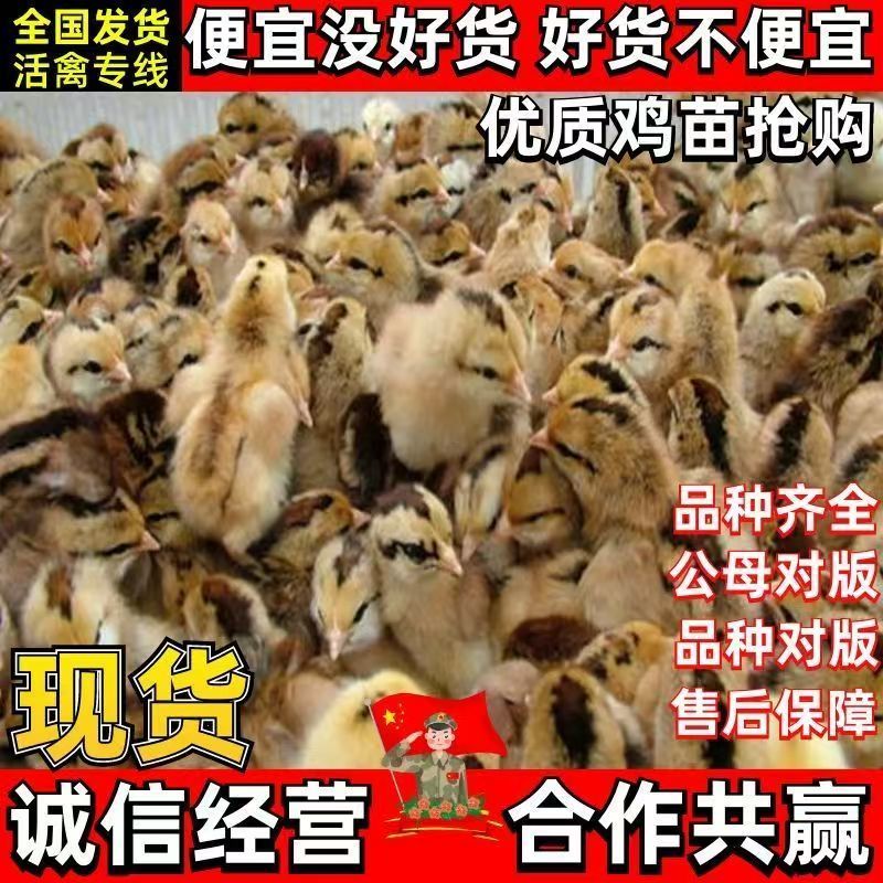 麻鸡苗快大青脚麻鸡苗疫苗齐全放心养殖麻鸡苗抗病力强好养活