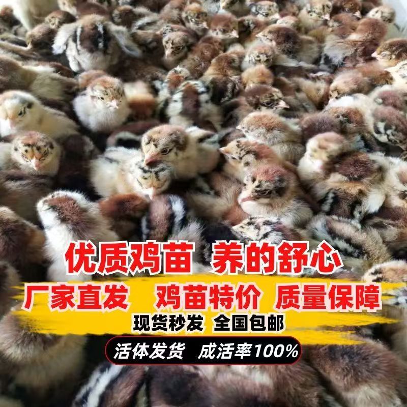 麻鸡苗快大青脚麻鸡苗疫苗齐全放心养殖麻鸡苗抗病力强好养活