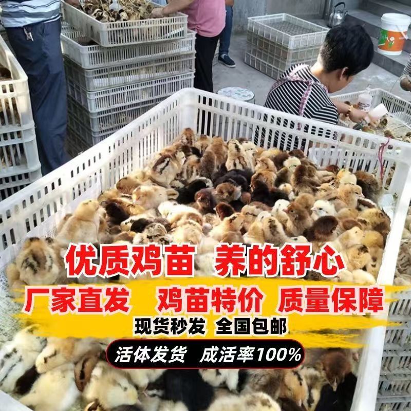 麻鸡苗快大青脚麻鸡苗疫苗齐全放心养殖麻鸡苗抗病力强好养活