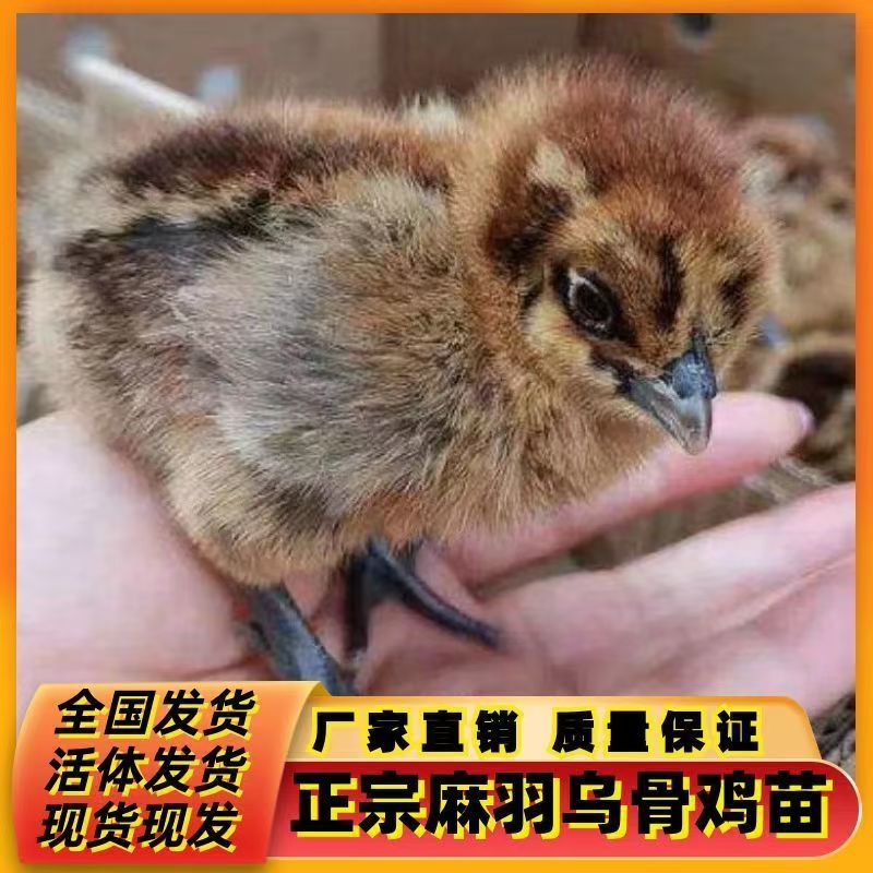 麻羽绿壳蛋鸡苗绿壳蛋鸡苗保质保量欢迎实地考察包打疫苗