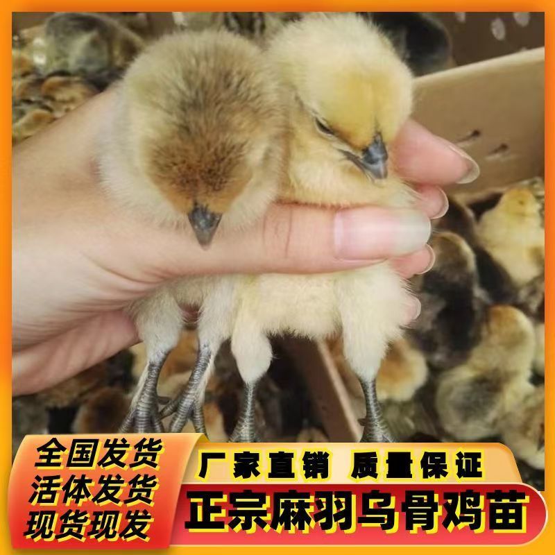 麻羽绿壳蛋鸡苗绿壳蛋鸡苗保质保量欢迎实地考察包打疫苗