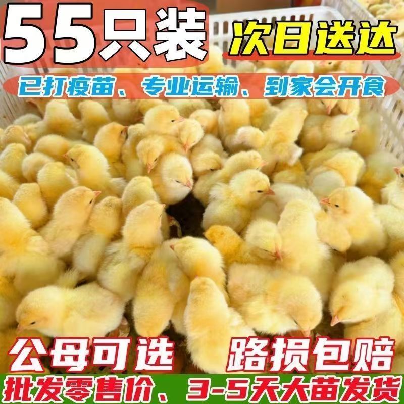 三黄鸡苗大三黄鸡苗九斤黄鸡苗成长速度快耐粗粮抗病力强