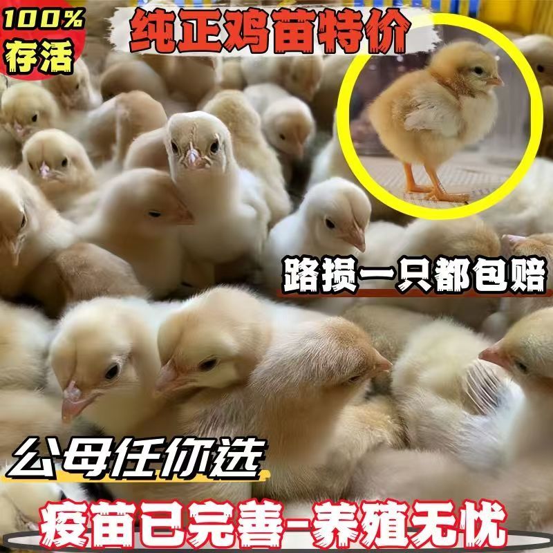 三黄鸡苗大三黄鸡苗九斤黄鸡苗成长速度快耐粗粮抗病力强