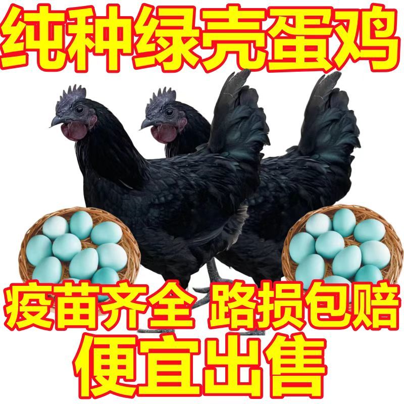 五黑鸡苗五黑一绿蛋鸡苗品种纯正质量保证厂家直销假一赔十