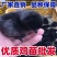 五黑鸡苗五黑一绿蛋鸡苗品种纯正质量保证厂家直销假一赔十