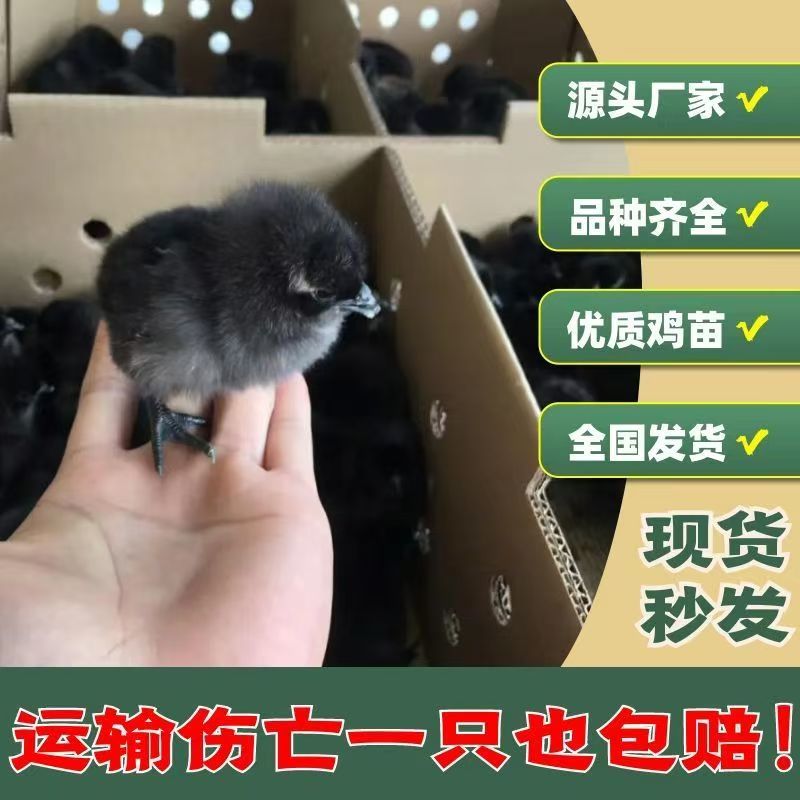 五黑鸡苗五黑一绿蛋鸡苗品种纯正质量保证厂家直销假一赔十