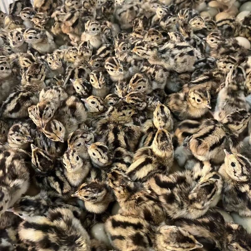 七彩山鸡苗野鸡苗自家孵化场直供量大从优欢迎实地考察
