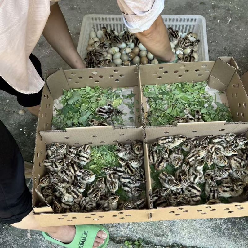 七彩山鸡苗野鸡苗自家孵化场直供量大从优欢迎实地考察