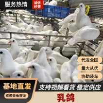 乳鸽鸽子产地直销大量走货一手货源欢迎各大老板咨询采购