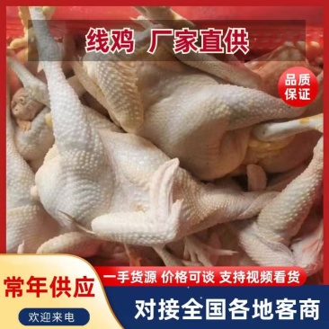 线鸡光鸡量大质优价格优惠一手货源欢迎咨询采购20起发