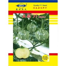 正颖37嫩南瓜种子早生南瓜口感脆嫩抗病耐低温