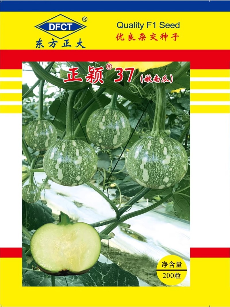 正颖37嫩南瓜种子早生南瓜口感脆嫩抗病耐低温