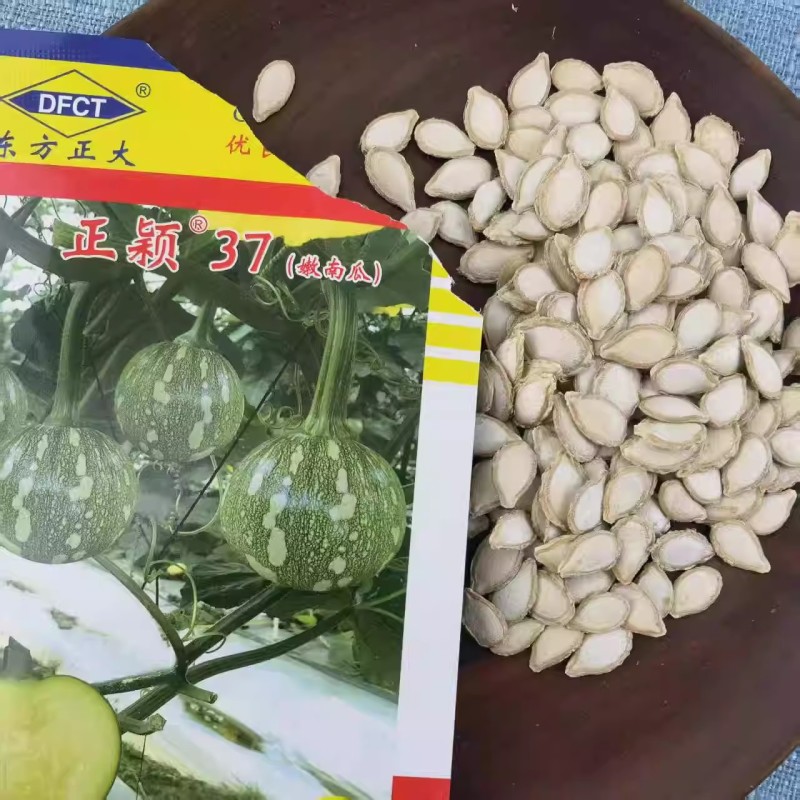 正颖37嫩南瓜种子早生南瓜口感脆嫩抗病耐低温