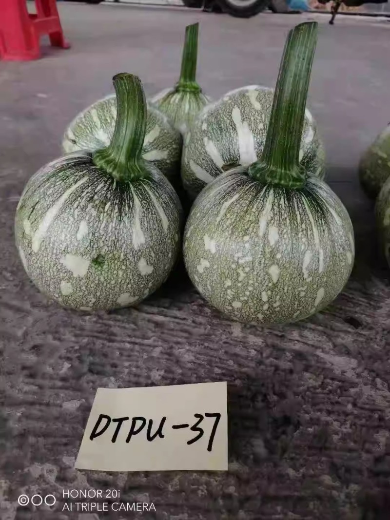 正颖37嫩南瓜种子早生南瓜口感脆嫩抗病耐低温