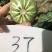 正颖37嫩南瓜种子早生南瓜口感脆嫩抗病耐低温