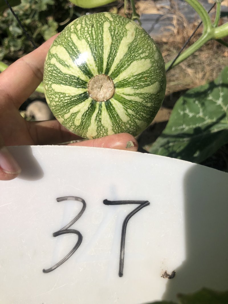 正颖37嫩南瓜种子早生南瓜口感脆嫩抗病耐低温