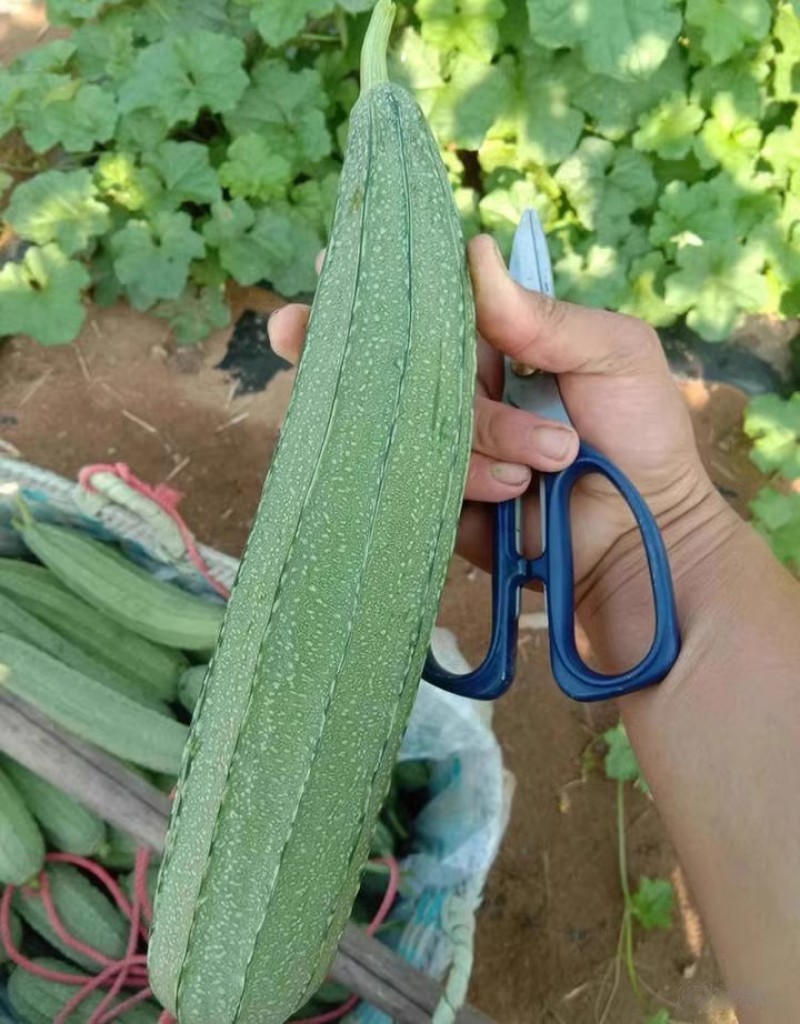 远花1号大肉花点丝瓜种子瓜条顺直抗热抗病口感爽脆清甜