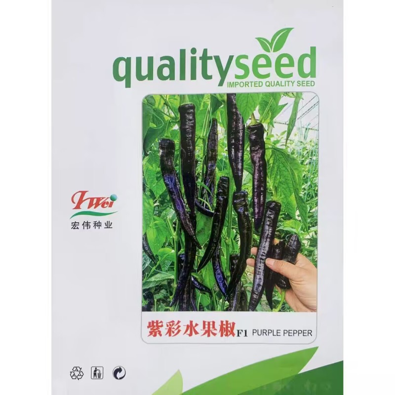 紫彩水果椒种子紫色尖椒种子早熟品种连续坐果力强