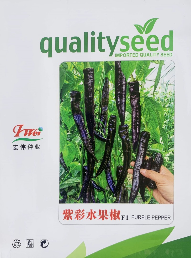 紫彩水果椒种子紫色尖椒种子早熟品种连续坐果力强