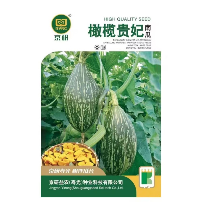橄榄贵妃南瓜种子口感甜肉质细粉浓郁的板栗香味