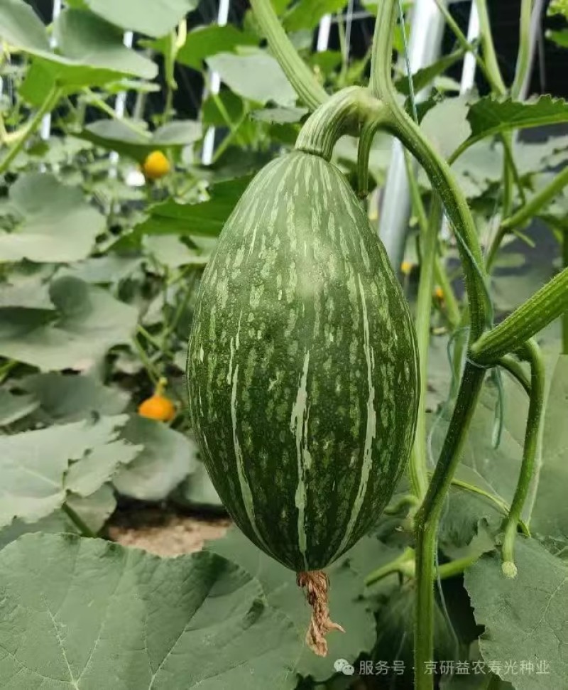 橄榄贵妃南瓜种子口感甜肉质细粉浓郁的板栗香味