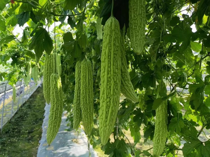 绿丰306苦瓜种子早熟耐热浅绿色瓜刺瘤江苦味适中