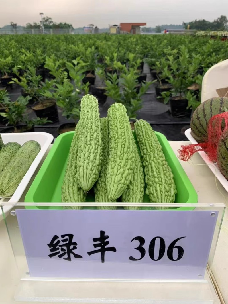 绿丰306苦瓜种子早熟耐热浅绿色瓜刺瘤江苦味适中