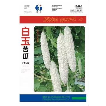 白玉苦瓜种子刺瘤钝圆晶莹发亮挂果能力强