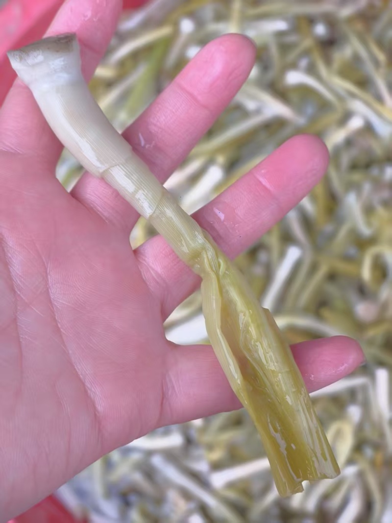 {牛商}沅江芦笋7cm以上大量上货，欢迎来电