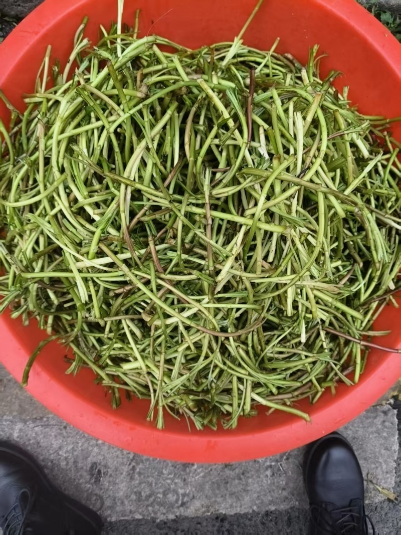 沅江芦蒿，野黎蒿，大量上市，欢迎来电