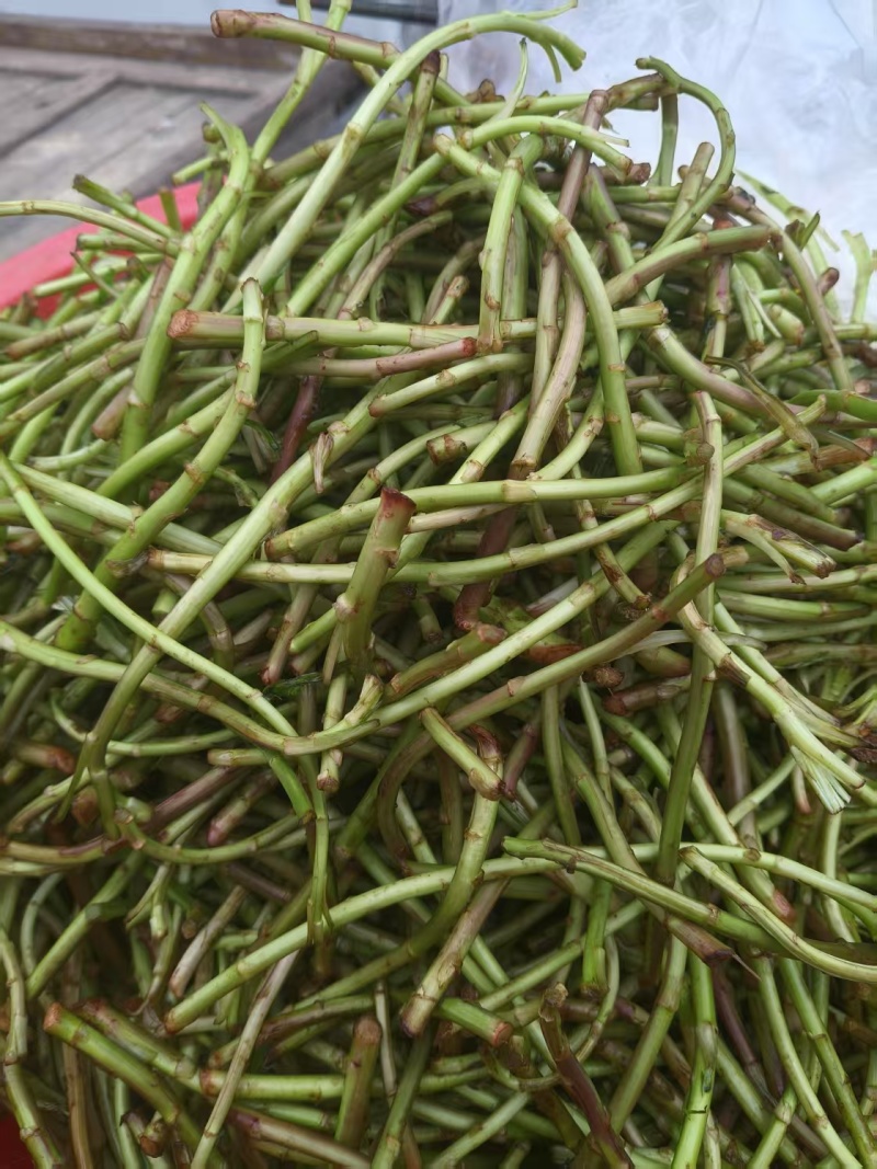 沅江芦蒿，野黎蒿，大量上市，欢迎来电