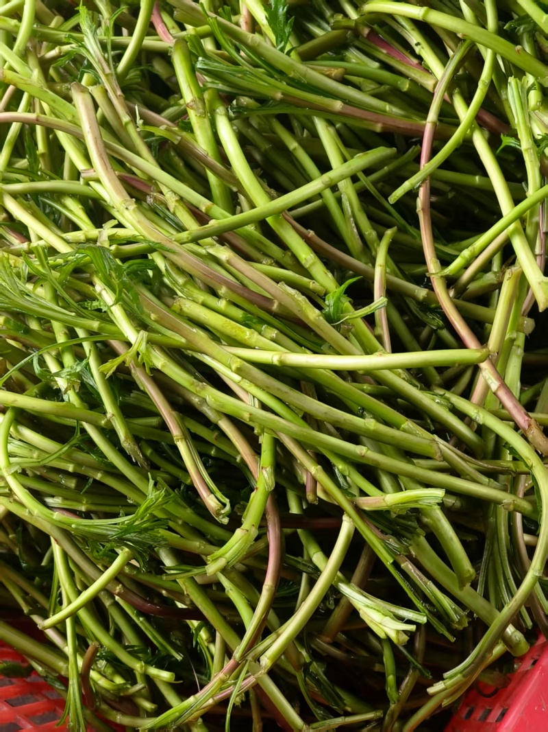 沅江芦蒿，野黎蒿，大量上市，欢迎来电