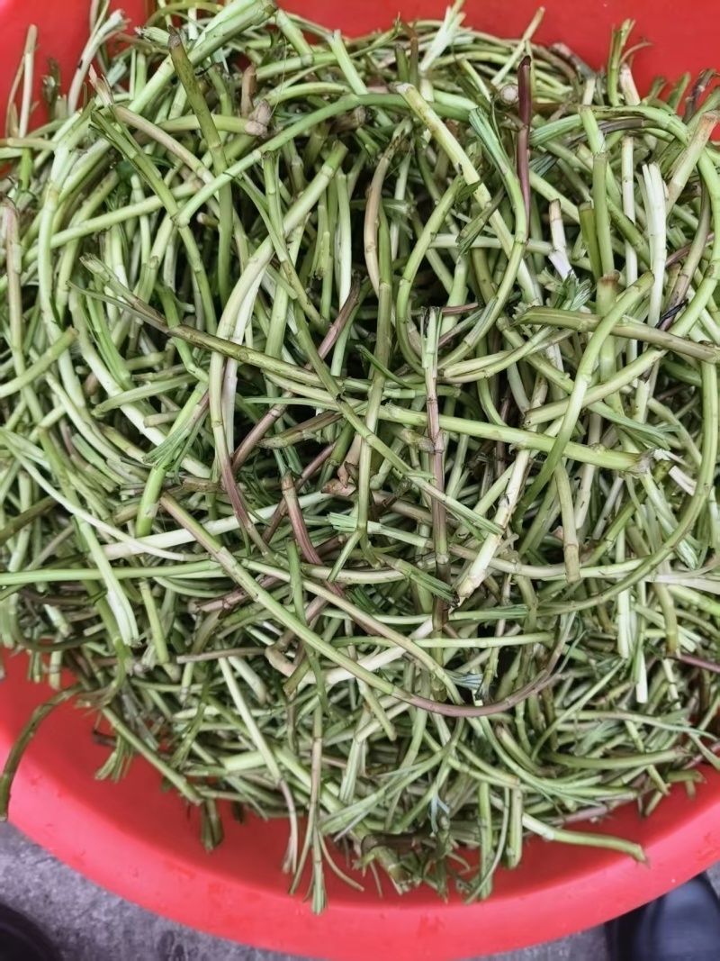 沅江芦蒿，野黎蒿，大量上市，欢迎来电
