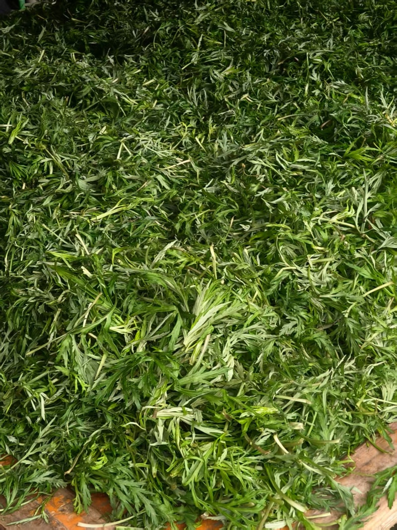 沅江芦蒿，野黎蒿，大量上市，欢迎来电