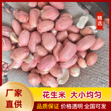 【推荐】新季剥壳花生一手货源优质榨油红皮花生通货色选