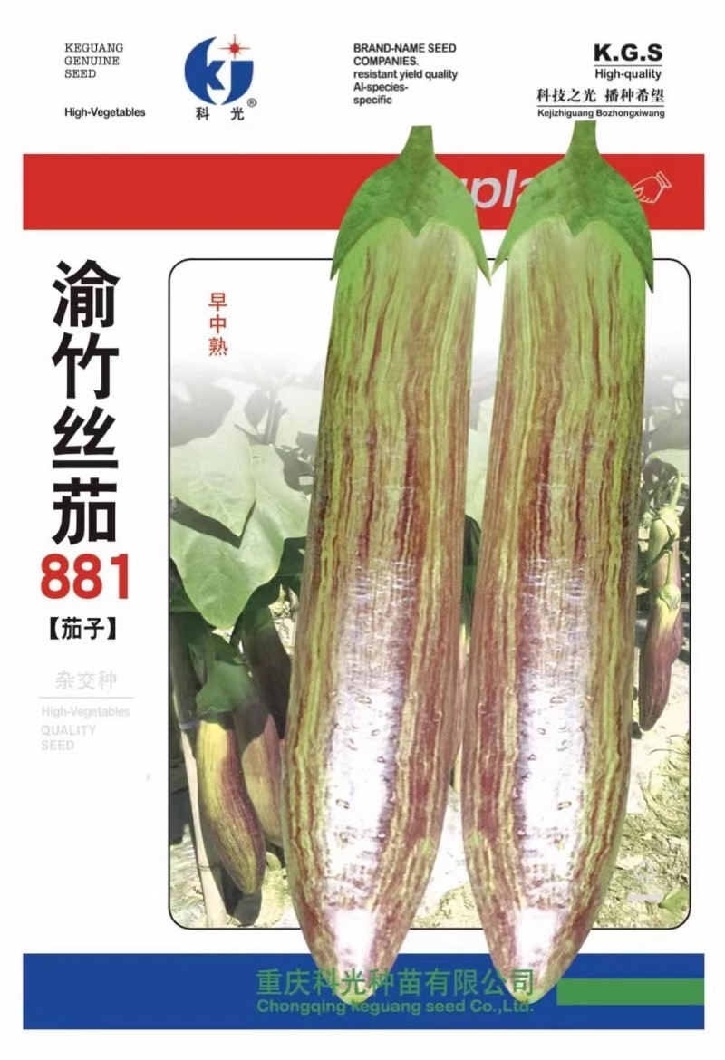 渝竹丝茄种子长棒顺直光亮细腻糯软微甜