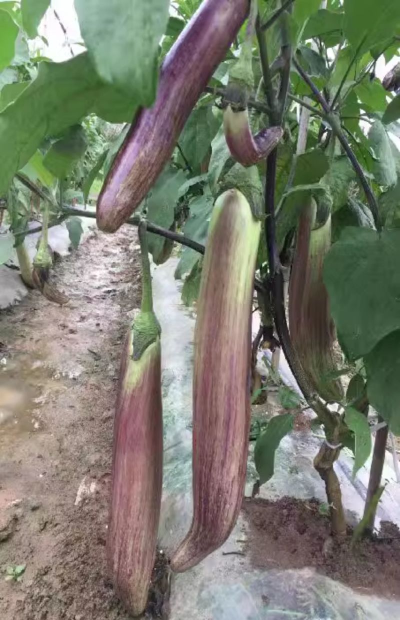 渝竹丝茄种子长棒顺直光亮细腻糯软微甜