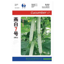 燕白7号白黄瓜种子瓜长圆筒形瓜条绿白皮薄脆无苦味