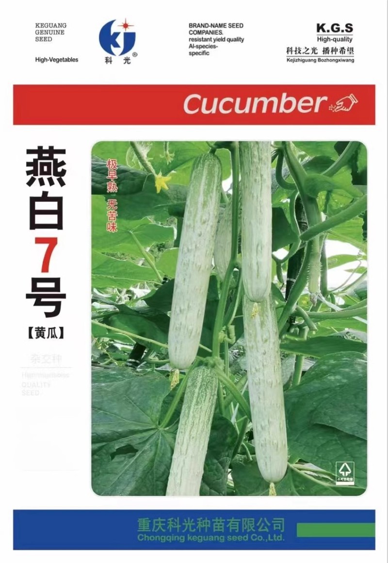 燕白7号白黄瓜种子瓜长圆筒形瓜条绿白皮薄脆无苦味