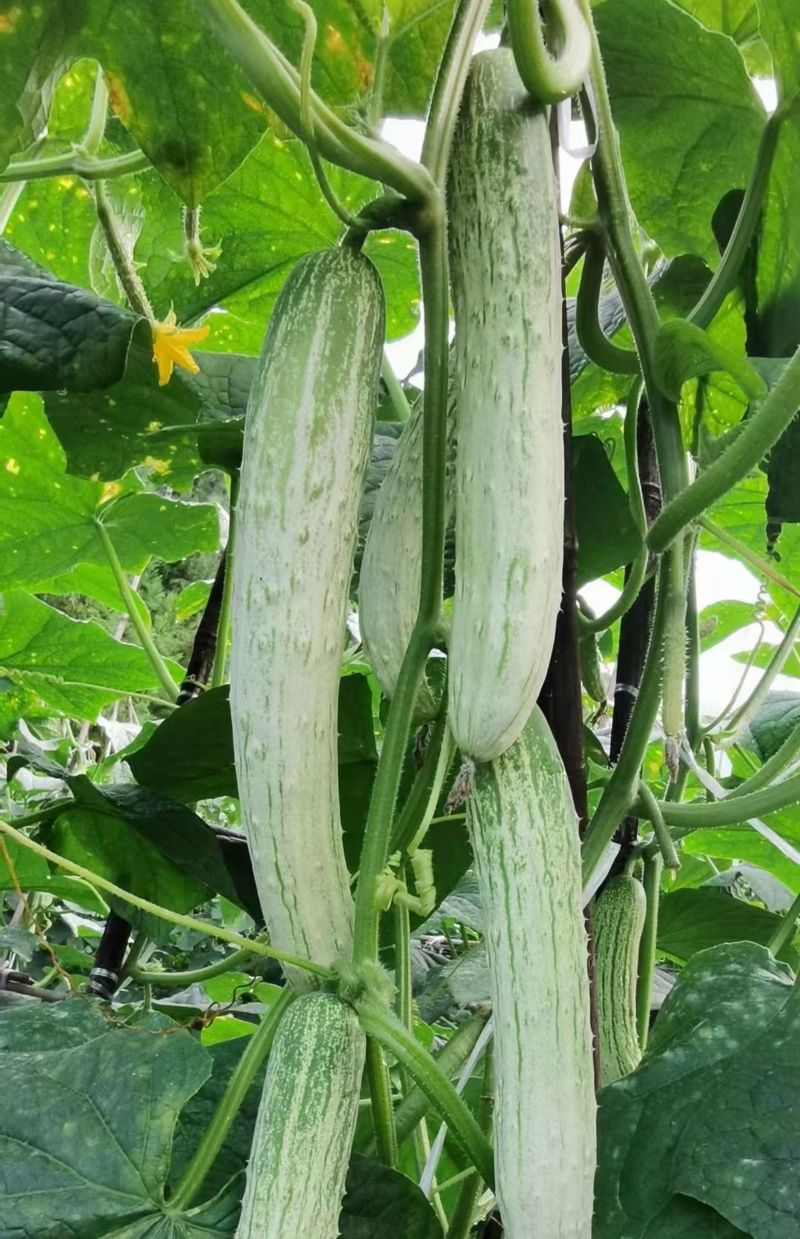 燕白7号白黄瓜种子瓜长圆筒形瓜条绿白皮薄脆无苦味