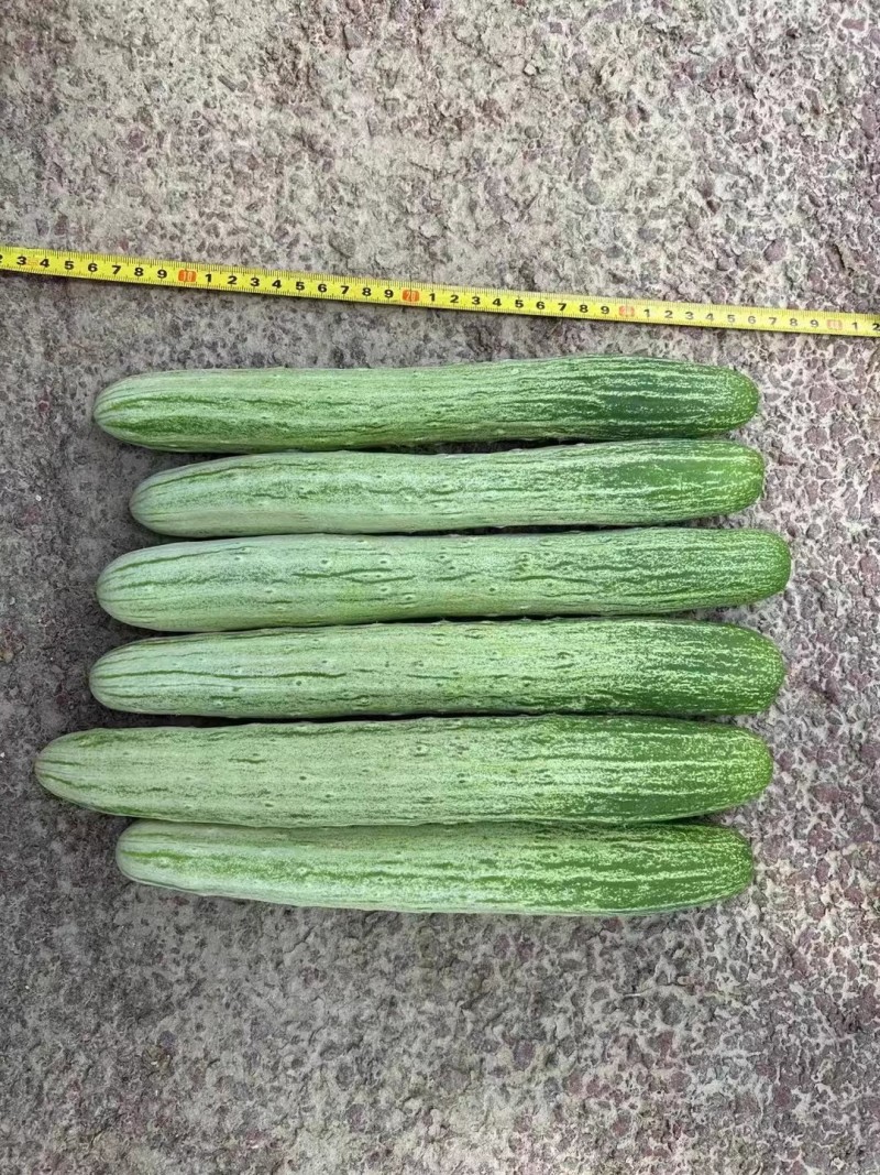 燕白7号白黄瓜种子瓜长圆筒形瓜条绿白皮薄脆无苦味