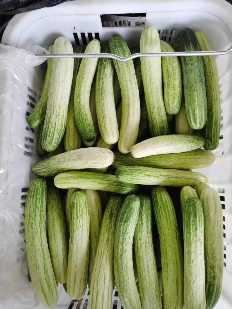 燕白7号白黄瓜种子瓜长圆筒形瓜条绿白皮薄脆无苦味