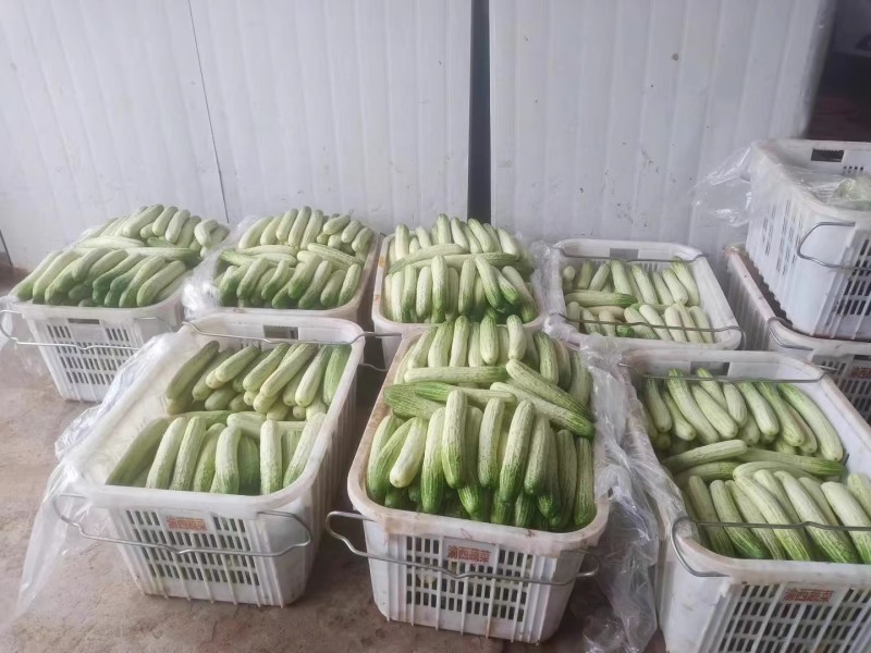 燕白7号白黄瓜种子瓜长圆筒形瓜条绿白皮薄脆无苦味