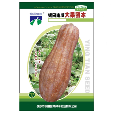 银田南瓜大果蜜本南瓜种子口感粉甜细腻果肉橙红